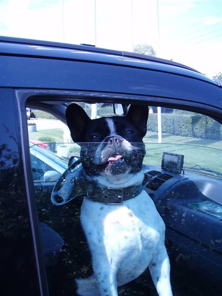 Fransk bulldog Harley - Kom nu vi skal køre bil nu. billede 14