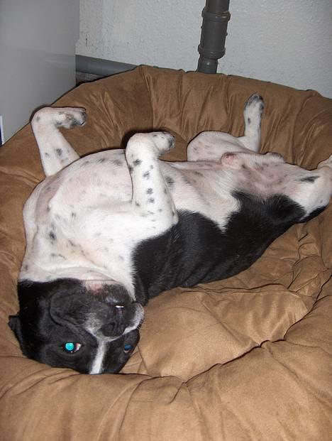 Fransk bulldog Harley billede 15