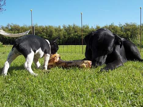 Fransk bulldog Harley - Vi kan da godt dele. billede 16