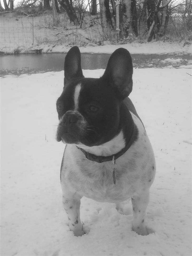 Fransk bulldog Harley billede 17