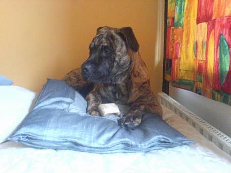 Blanding af racer Tjalfe - Nu Uden Klodser* billede 2