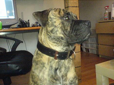 Blanding af racer Tjalfe - Nu Uden Klodser* - Spørgelse Tjalfe :o) billede 3