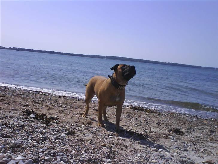 Blanding af racer Tøsen - På strandtur billede 17