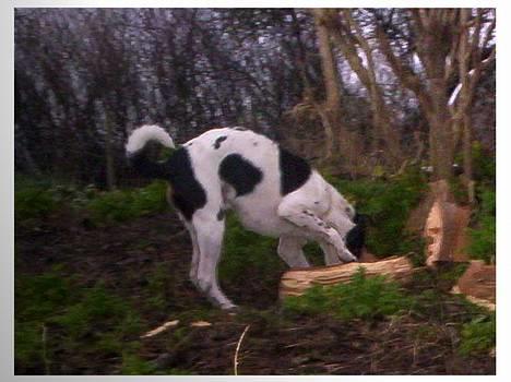 Dansk svensk gaardhund Joe,også kaldet "Å" - Fundet noget spændende. billede 7
