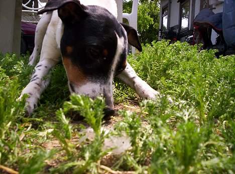 Dansk svensk gaardhund Joe,også kaldet "Å" billede 8