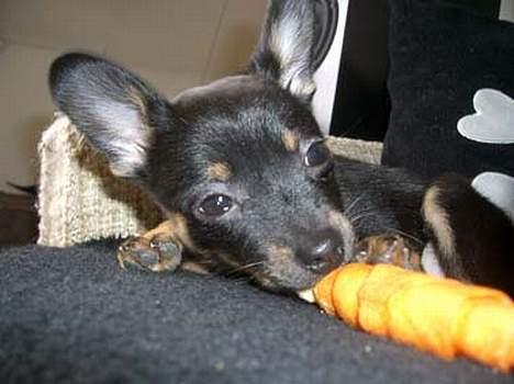 Blanding af racer sally billede 2