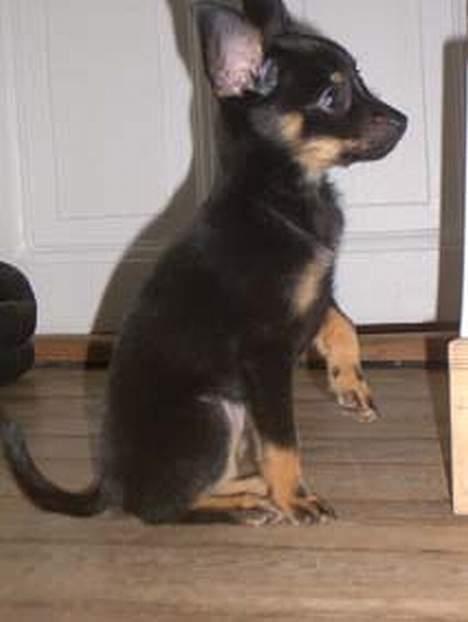 Blanding af racer sally - sally 10 uger billede 3