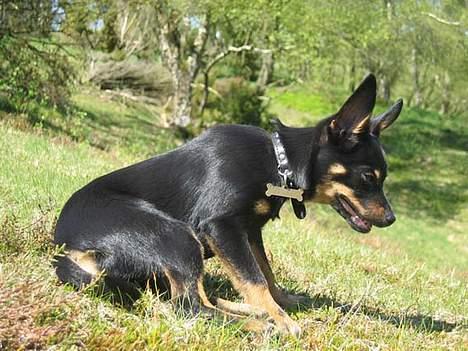 Blanding af racer sally billede 4