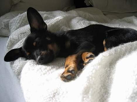 Blanding af racer sally billede 5