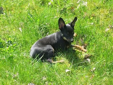 Blanding af racer sally billede 6