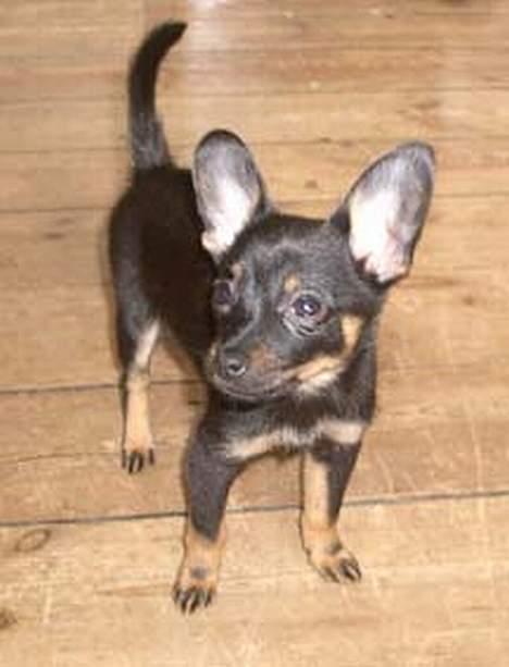 Blanding af racer sally billede 7