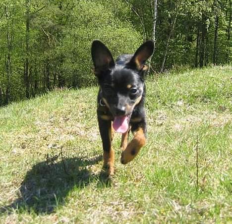 Blanding af racer sally billede 8