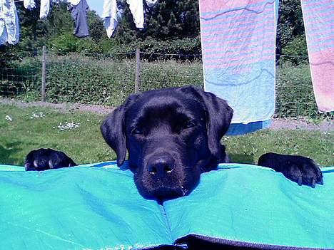 Labrador retriever Luna - Vil gerne op på den store ^^ billede 17