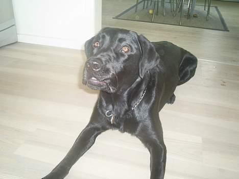 Labrador retriever Ranco billede 8