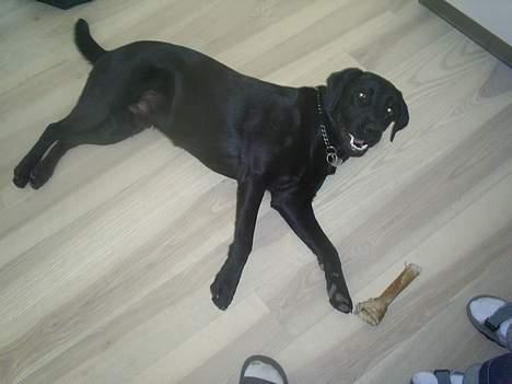 Labrador retriever Ranco billede 9