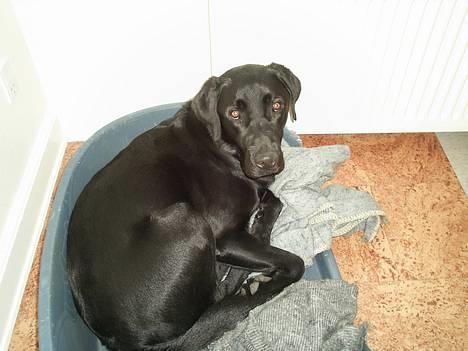 Labrador retriever Ranco - i sin elskede kurv billede 10