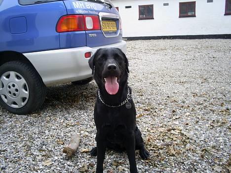 Labrador retriever Ranco - Glad hund billede 11