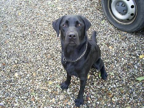 Labrador retriever Ranco - Smil til fotografen billede 12