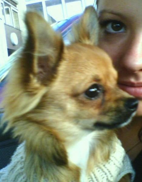 Chihuahua SHENA <3  billede 2