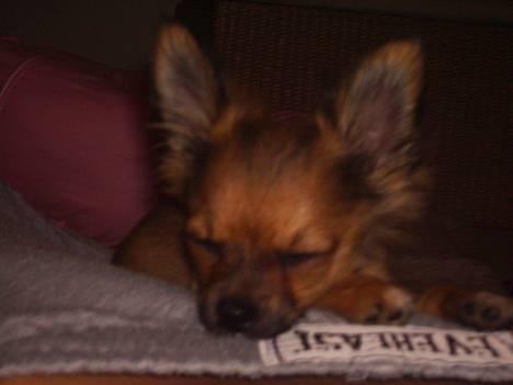 Chihuahua SHENA <3  - zzzz billede 3