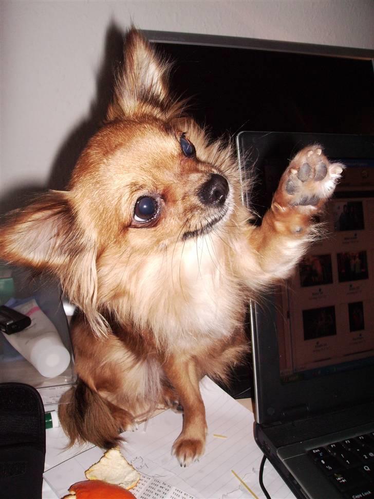 Chihuahua SHENA <3  billede 4