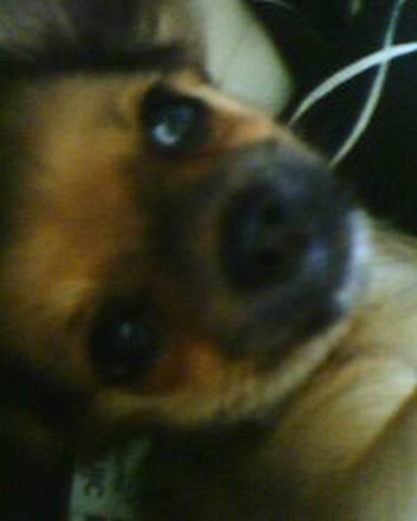 Chihuahua SHENA <3  billede 5