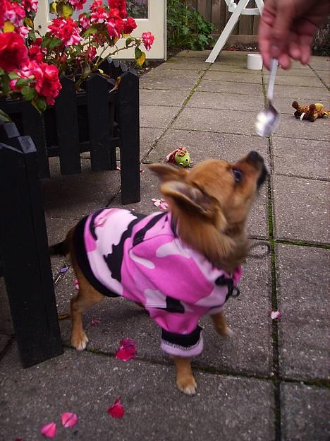 Chihuahua SHENA <3  - ehh .. gi mig den ske billede 6