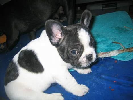 Fransk bulldog gizmo loke - her er jeg kun 7 uger. Ser jeg ikke bare artig ud??? billede 1