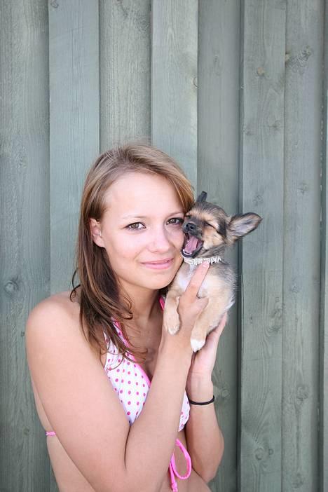 Chihuahua SHENA <3  - det er så hårdt at stå model  billede 7