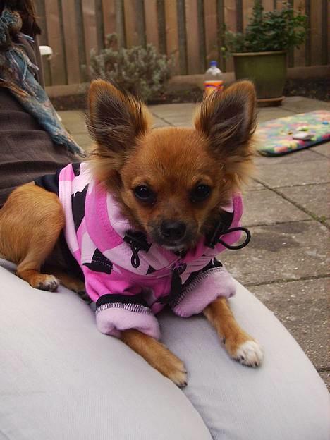 Chihuahua SHENA <3  billede 8