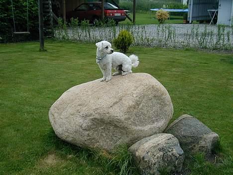 Bichon à poil frisé Futte - ny god sten at holde udkig på billede 7