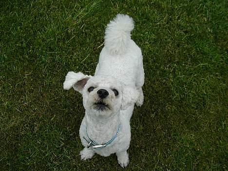 Bichon à poil frisé Futte - sommerklippet og fræk. billede 8
