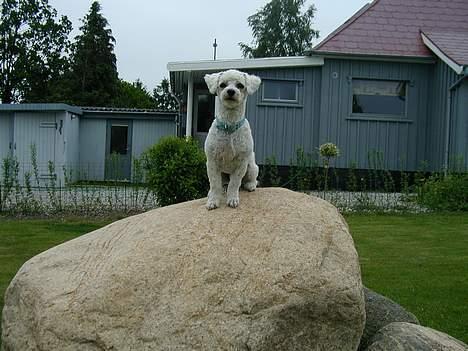 Bichon à poil frisé Futte billede 9