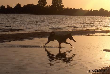 Dvaergpinscher Lille Lua Kahlúa - Elsker at hente ting i vandet Maj 07 billede 3