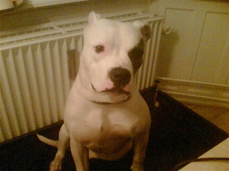 Amerikansk bulldog VBA's Coco Chanel - Malou billede 1