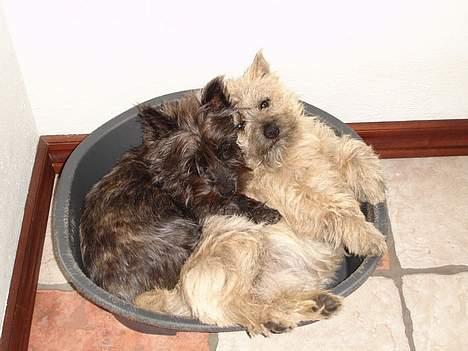 Cairn terrier Freja - Sådan kom vi ned og fandt Freja og Balder en morgen.. De er godt nok glade for hinanden... ;) billede 15