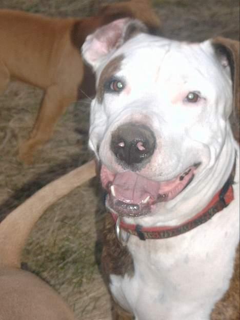 Amerikansk staffordshire terrier Bitte Lady billede 11