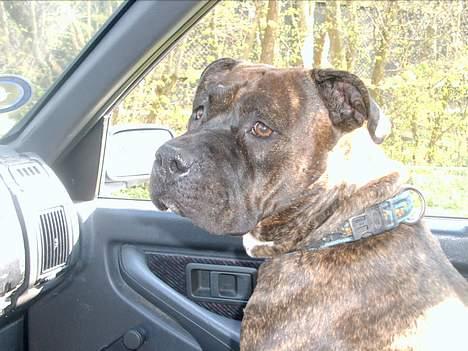 Amerikansk staffordshire terrier Berta billede 8