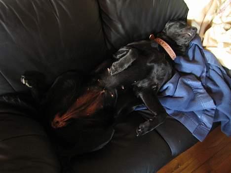 Labrador retriever Freja - Det er så dejligt at ligge på sofaen... hi hi... billede 9