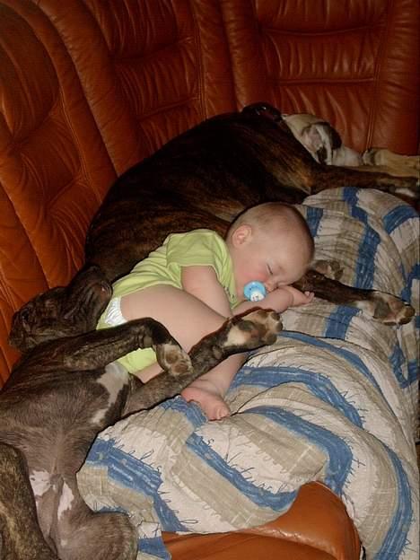 Amerikansk staffordshire terrier Bitte Lady billede 12