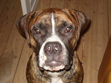 Blanding af racer Oscar  R.I.P. - Ih altså mor, tager du nu billeder IGEN...! billede 14