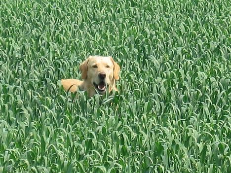 Labrador retriever Balou * 8/5-2014* billede 1