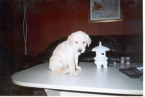 Labrador retriever Balou * 8/5-2014* billede 2