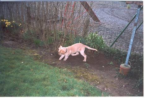 Labrador retriever Balou * 8/5-2014* billede 3