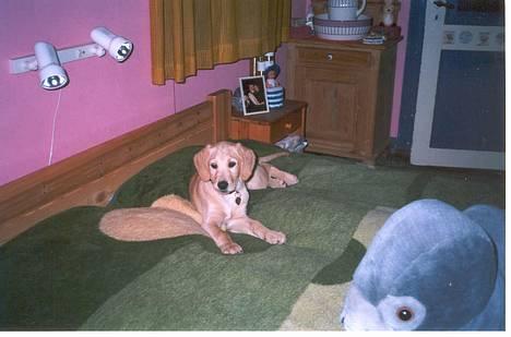 Labrador retriever Balou * 8/5-2014* billede 4