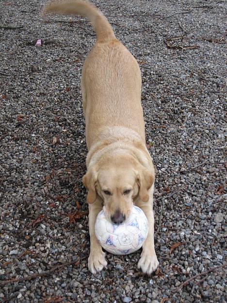 Labrador retriever Balou * 8/5-2014* billede 5