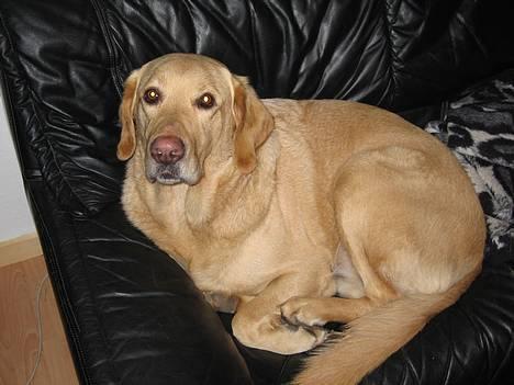 Labrador retriever Balou * 8/5-2014* billede 6