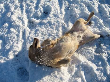 Labrador retriever Balou * 8/5-2014* billede 7