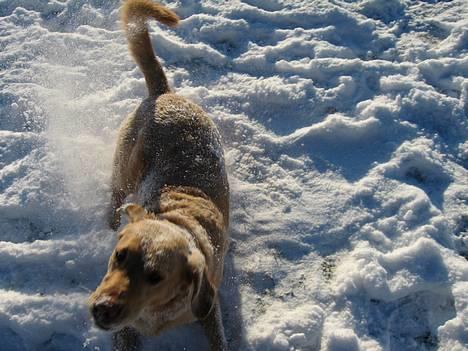 Labrador retriever Balou * 8/5-2014* billede 8