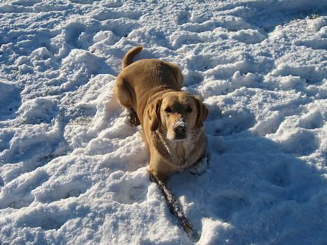 Labrador retriever Balou * 8/5-2014* billede 9